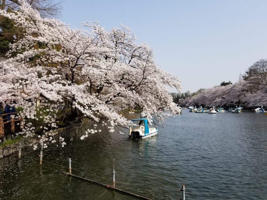 井の頭公園 桜 花見 井上歯科ハマダヤマ