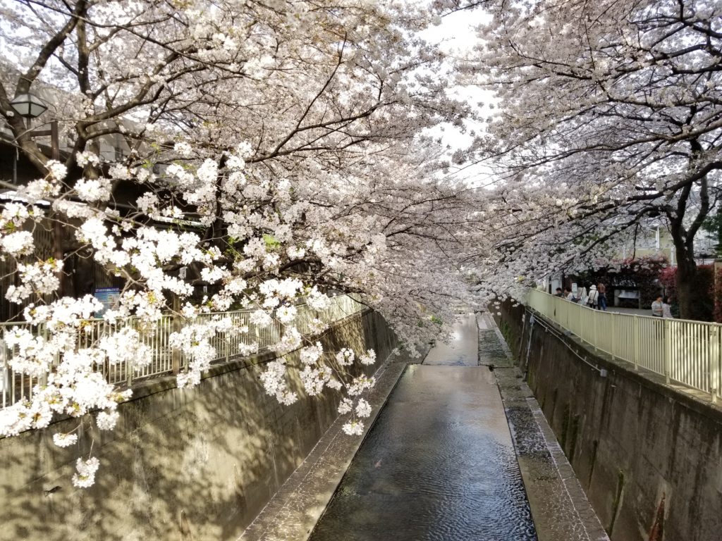 神田川沿い 高井戸駅 浜田山 桜 花見 井上歯科ハマダヤマ